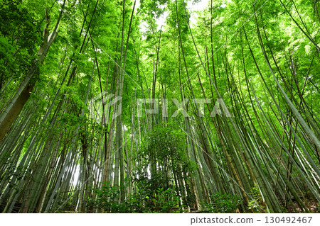 Shining bamboo forest Shining bamboo forest 130492467