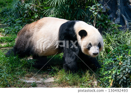 Macau Sepaiwan Park Giant Panda House Macau Sepaiwan Park Giant Panda House 130492493
