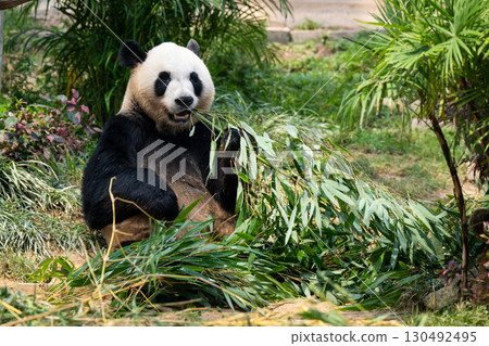 Macau Sepaiwan Park Giant Panda House Macau Sepaiwan Park Giant Panda House 130492495