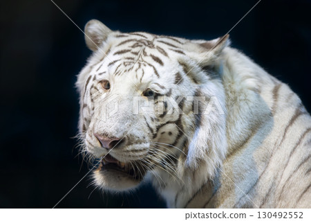 White tiger close-up on a dark background. White tiger close-up on a dark background. 130492552