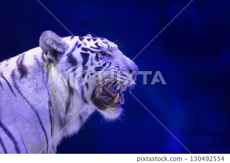 White tiger close-up on a dark background. 130492554