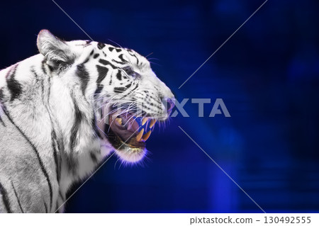 White tiger close-up on a dark background. White tiger close-up on a dark background. 130492555