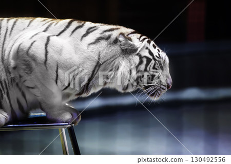 White tiger close-up on a circus chair. 130492556