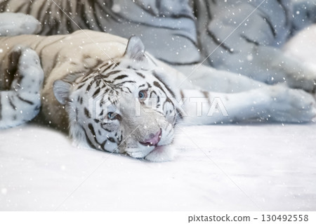 A group of beautiful white tigers covered with snow. Year of the tiger according to the Chinese calendar. A group of beautiful white tigers covered with snow. Year of the tiger according to the Chinese calendar. 130492558