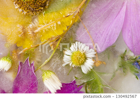 Various flowers in ice cubes. Creative floral background. Frozen beautiful plants. Various flowers in ice cubes. Creative floral background. Frozen beautiful plants. 130492567
