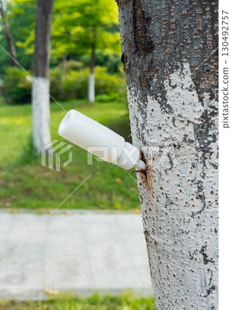 Performing tree injection therapy with white container in summer at the park to ensure proper tree health Performing tree injection therapy with white container in summer at the park to ensure proper tree health 130492757