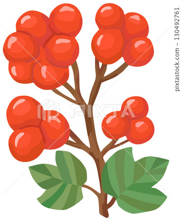 莢蒾插圖秋季圖像向量素材 130492761