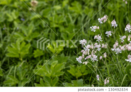 Bladder Campion Flowers Bladder Campion Flowers 130492834