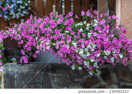 Blooming Pink Petunias Blooming Pink Petunias 130492837