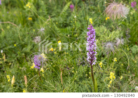 Wild Orchid in Alpine Meadow 130492840