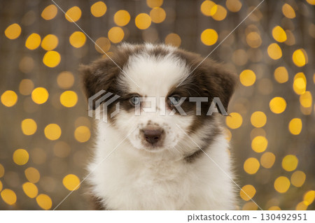 Cute brown and white Australian Shepherd puppy sitting in front of festive bokeh lights. 130492951