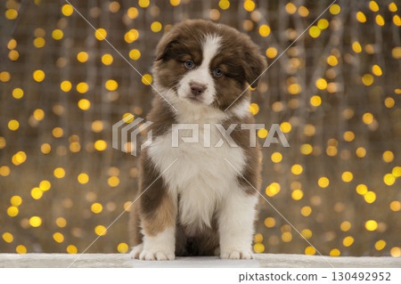 Cute brown and white Australian Shepherd puppy sitting in front of festive bokeh lights. 130492952
