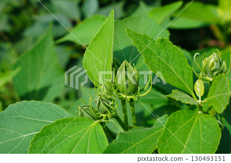 Fuyo's bud 130493151