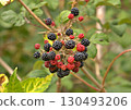 Ripening blackberries 130493206