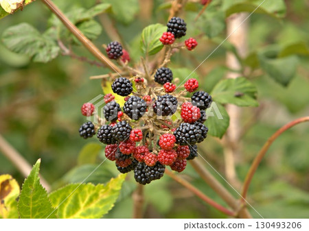 Ripening blackberries 130493206