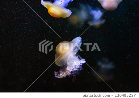 Mediterranear jellyfish, Cotylorhiza tuberculata or fried egg jellyfish swim in blue aquarium water Mediterranear jellyfish, Cotylorhiza tuberculata or fried egg jellyfish swim in blue aquarium water 130493257