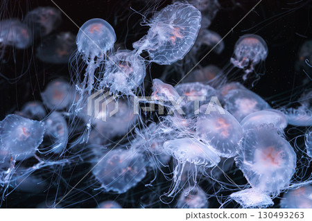 Chrysaora quinquecirrha, Atlantic or East Cost sea nettle jellyfish swim in blue water of aquarium 130493263