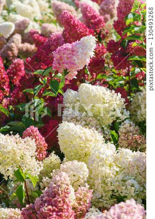 Blooming pink and white hydrangea paniculata flowers in summer garden under sunlight closeup view Blooming pink and white hydrangea paniculata flowers in summer garden under sunlight closeup view 130493268