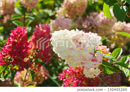 Blooming pink and white hydrangea paniculata flowers in summer garden under sunlight closeup view Blooming pink and white hydrangea paniculata flowers in summer garden under sunlight closeup view 130493269