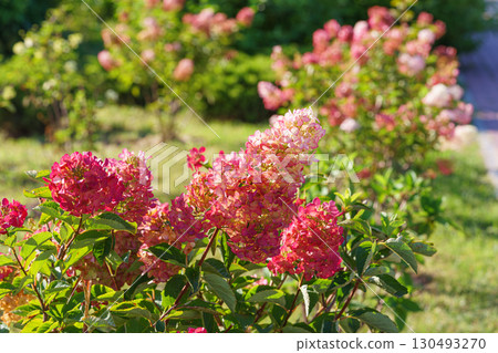 Close up of blooming pink hydrangea paniculata flowers in sunny garden with green leaves background 130493270
