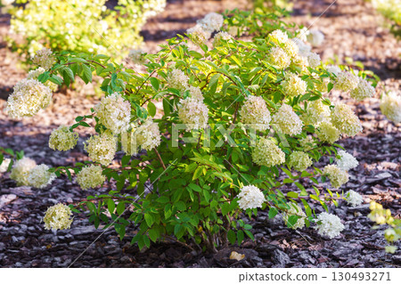 Lush bush of blooming white hydrangea paniculata flowers in sunny garden background Lush bush of blooming white hydrangea paniculata flowers in sunny garden background 130493271