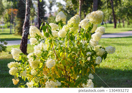 Lush bush of blooming white hydrangea paniculata flowers in sunny garden background Lush bush of blooming white hydrangea paniculata flowers in sunny garden background 130493272