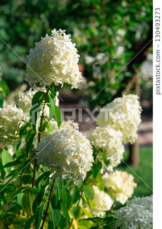 Close up of blooming white hydrangea paniculata flowers in sunny garden with green leaves background Close up of blooming white hydrangea paniculata flowers in sunny garden with green leaves background 130493273