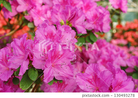 Blooming pink japan Azalea Ericaceae bush, Geisha Purple, rhododendron flower macro, background 130493278