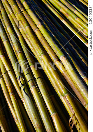River green cane harvest texture pattern background River green cane harvest texture pattern background 130493384