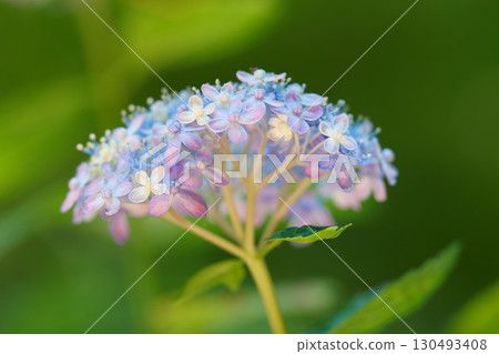 柔和的顏色繡球花 130493408