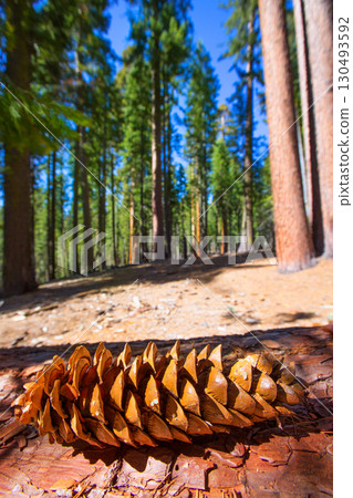 Sequoia pine cone macro in Yosemite Mariposa Grove 130493592