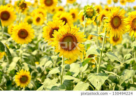 From the sunflower fields 130494224