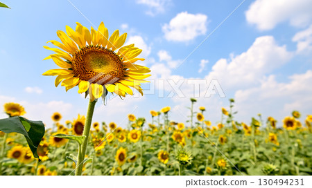 來自向日葵田 130494231