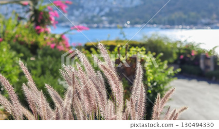 Decorative Purple Fountain Grass on the sea background. Pennisetum Setaceum Rubrum 130494330