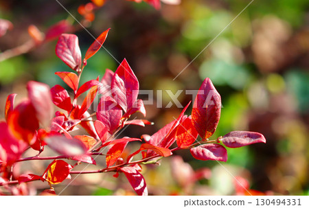 Bright red autumn leaves on a branch, illuminated by sunlight. Autumn background Bright red autumn leaves on a branch, illuminated by sunlight. Autumn background 130494331