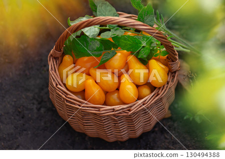 Tomatoes yellow pear in a wicker baskets on the background of a greenhouse outdoors. Tomatoes yellow pear in wooden basket 130494388