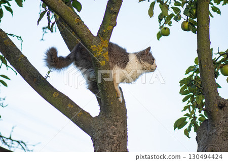 Cute cat slumped over a branch tree. Beautiful cat pet climbs a tree. 130494424