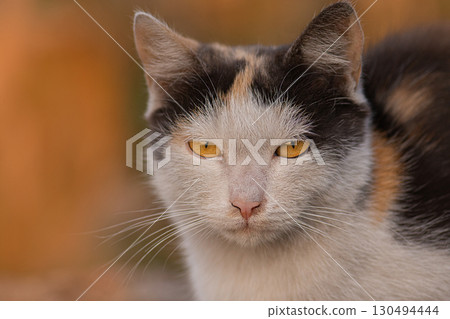 Young cat enjoying a beautiful colorful bright fall. Happy cat in autumn time season. 130494444
