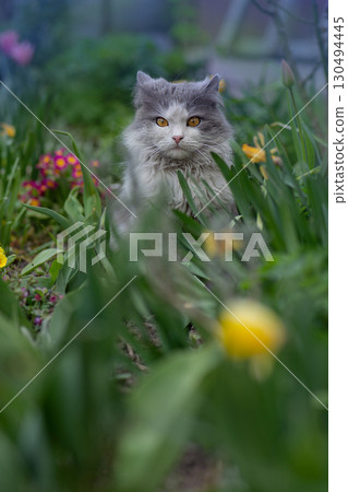 Cat in a field of flowers. Beautiful cat in the garden.Cat in the garden next to blooming flowers. Cat in a field of flowers. Beautiful cat in the garden.Cat in the garden next to blooming flowers. 130494445