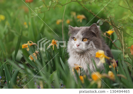 Cat sitting in flowers in the summer. Kitten sitting on the field with flowers 130494465
