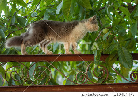 Smart skillful cat laying on metallic fence on a summer day. Beautiful kitten is resting sitting on metallic fence. 130494473