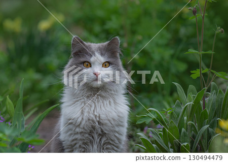Need for pets to be outdoors in the garden. Adorable cat in the garden free to roam. 130494479