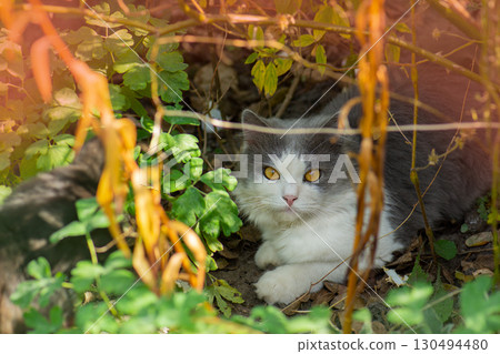 Cat on the grass in the autumn fall garden surrounded by flowers 130494480
