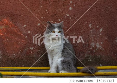 Outdoor cats life. Provide the best environment to keep outdoor cat safe. 130494481