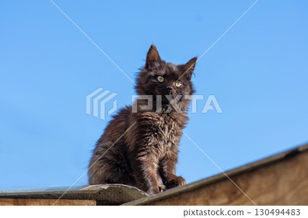 Adorable young cat sits on the wooden fence. Fluffy cat with dense wool is sitting on the fence. Adorable young cat sits on the wooden fence. Fluffy cat with dense wool is sitting on the fence. 130494483