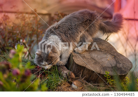Cheerful cat in autumn meadow and autumn blooming flowers around. Cheerful cat in autumn meadow and autumn blooming flowers around. 130494485
