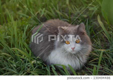 Plants to grow for cats. Safe garden environment for cats to play and walk 130494486