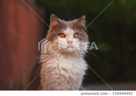 Purebred cat macro portrait close up in spring or summer flowers field Purebred cat macro portrait close up in spring or summer flowers field 130494492