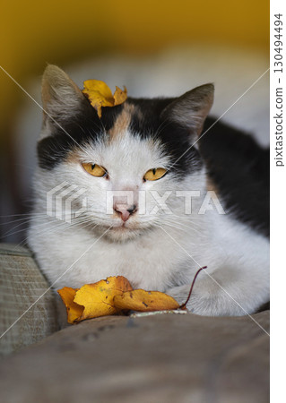 Funny cat in the autumn in red orange yellow autumn leaves 130494494