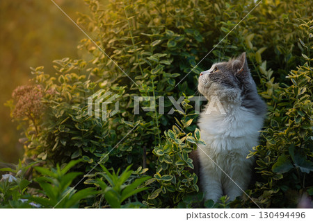 Cat in autumn park watches the fall of leaves. Cat enjoying the magic of autumn day 130494496